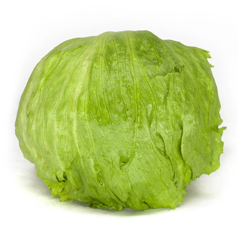 iceberg lettuce,absorbent iceberg lettuce