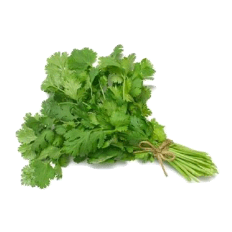 Cilantro