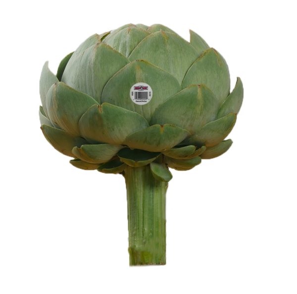 andy-boy-artichoke