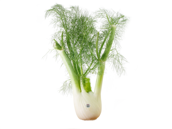 fennel-andy-boy