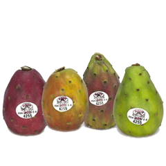 cactus-pears-andy-boy