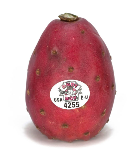 andy-boy-cactus-pear