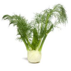 fennel-andy-boy