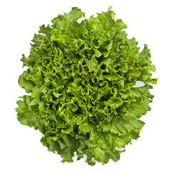 green-leaf