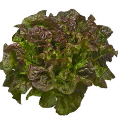 green-red-lettuce