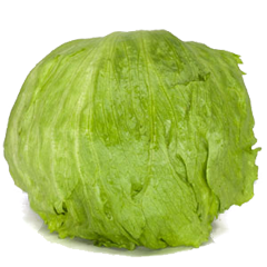 laitue-iceberg