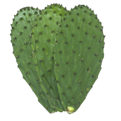 nopalitos-andy-boy