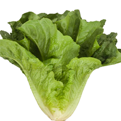 romaine-lettuce