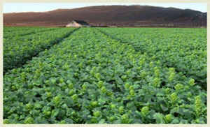 artichoke-field-andy-boy