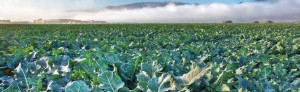 broccoli-rabe-field