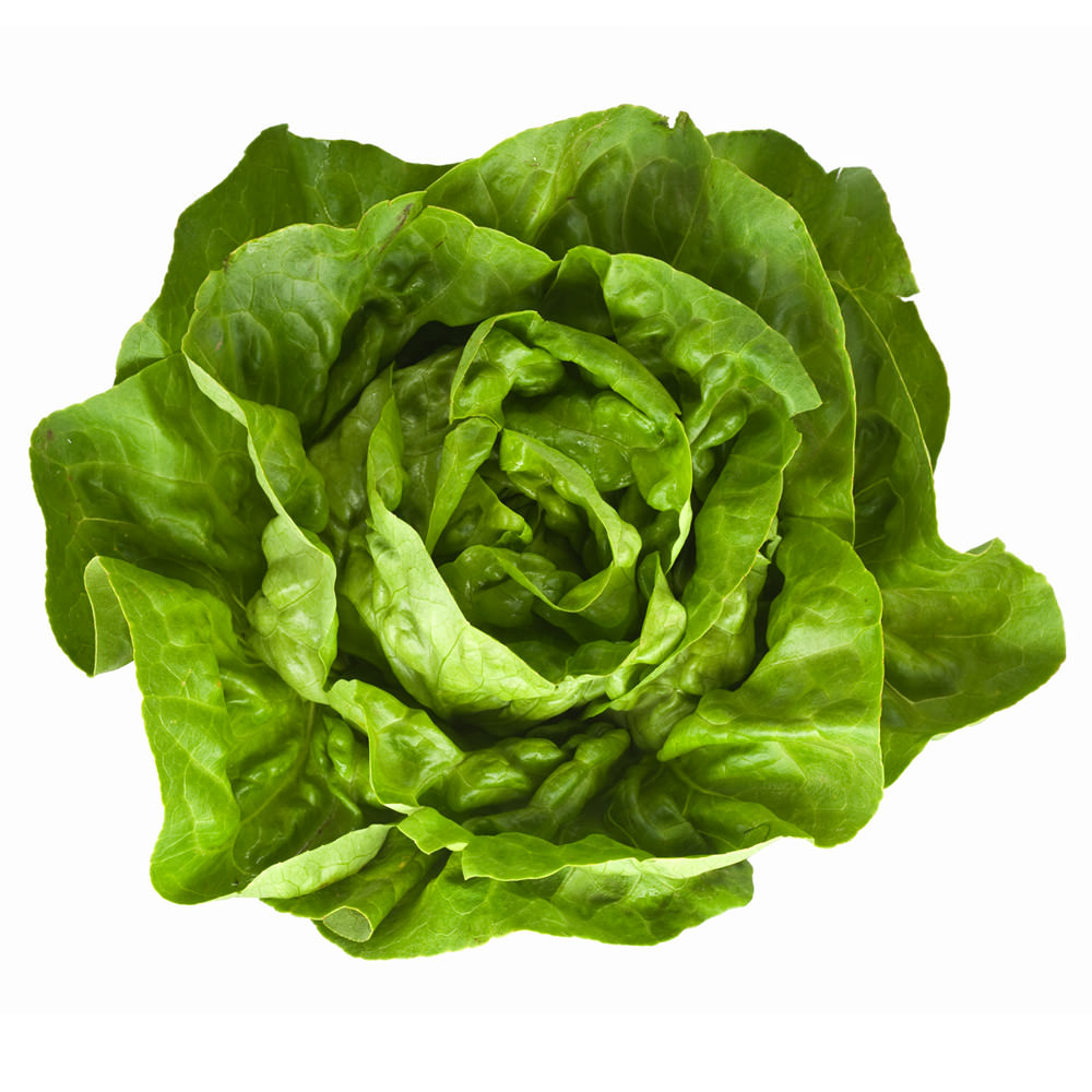 Butter Lettuce