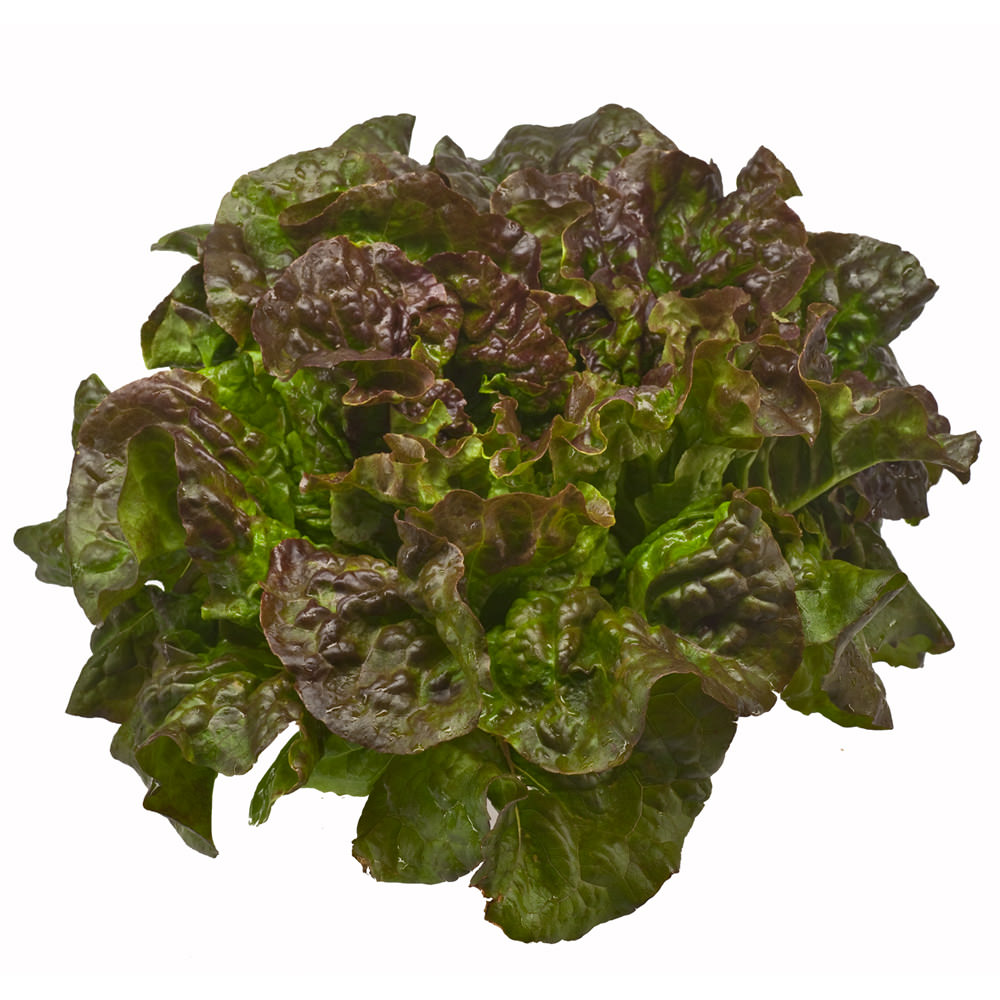 red-leaf-andy-boy