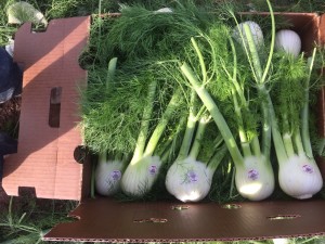 organic-fennel-anis-andy-boy