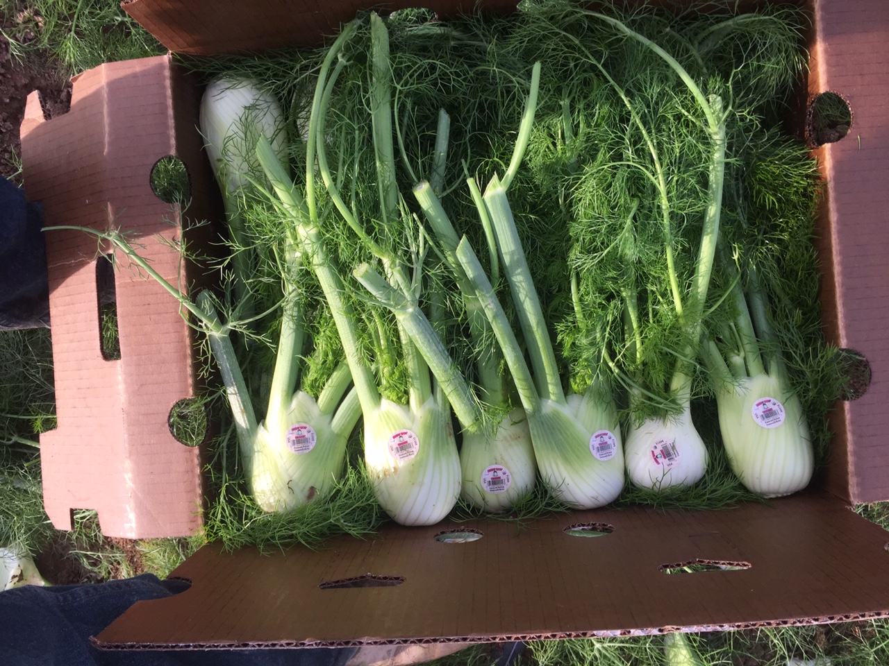 organic-fennel-andy-boy