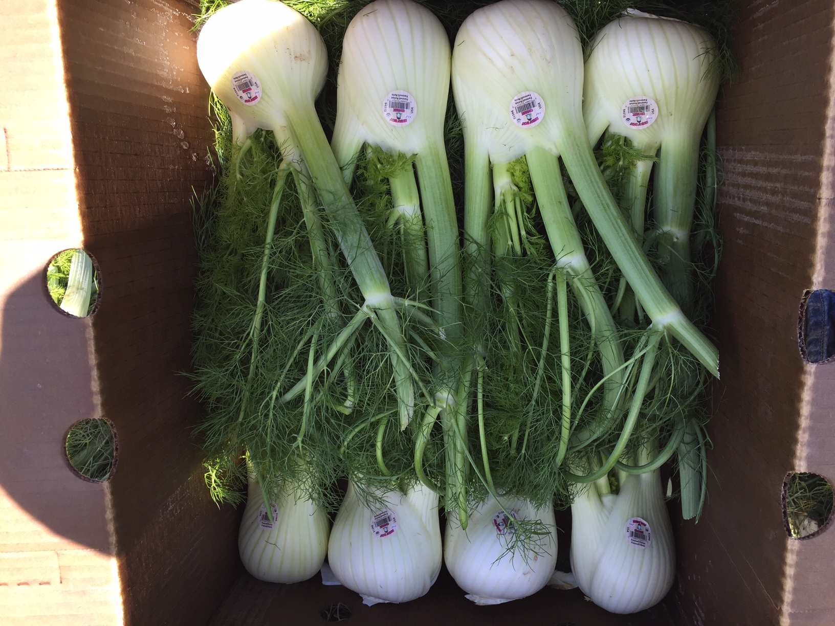 organic-fennel-andy-boy