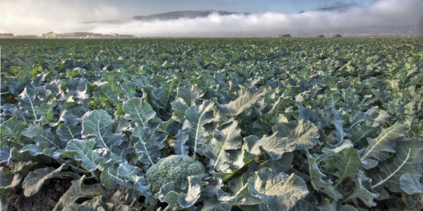 -Broccoli-and-Building-as-the-fog-clears-scaled