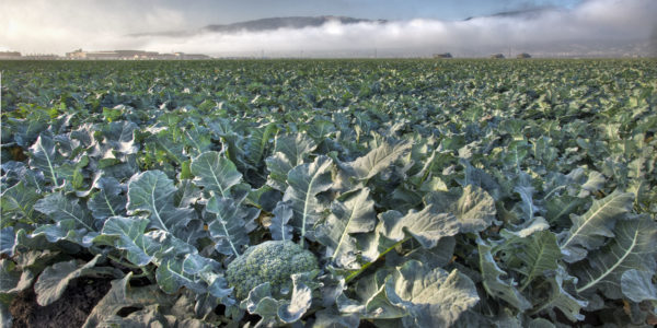 Le-brocoli-et-le-bâtiment-enveloppés-par-le-brouillard