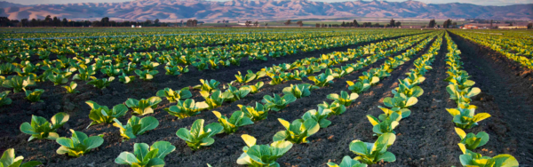 Cœur-de-romaine-cultivé-sur-le-ranch-de-D'Arrigo-en-tête