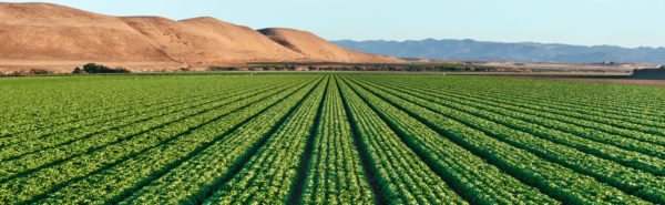 Imagen del Encabezado de Rancho