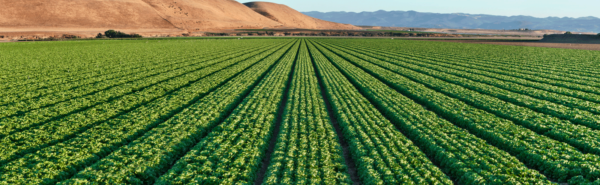 Hearts-of-Romaine-Header