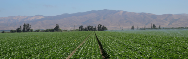 Encabezado de lechuga romana