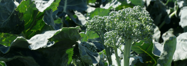 SWEET BABY BROCCOLI FIELD SHOTS