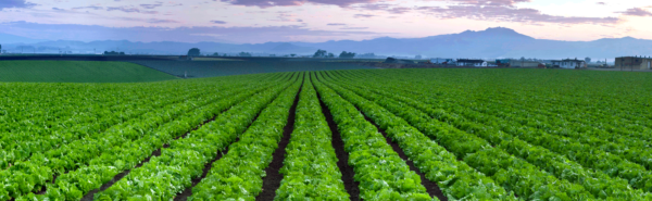 iceberg-lettuce-header